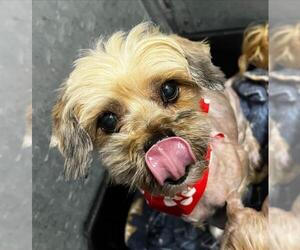 Mutt Dogs for adoption in HESPERIA, CA, USA