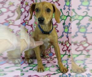 Dachshund Dogs for adoption in Morton Grove, IL, USA