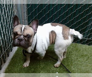Frenchie Pug Dogs for adoption in Downey, CA, USA