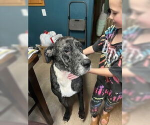 Great Dane Dogs for adoption in Buffalo, MN, USA