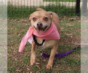 Chihuahua-Unknown Mix Dogs for adoption in San Antonio, TX, USA