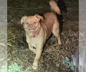 Pug-Unknown Mix Dogs for adoption in San Antonio, TX, USA