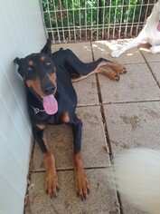 Doberman Pinscher Dogs for adoption in Redmond, WA, USA