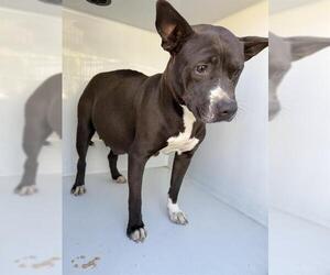 Staffordshire Bull Terrier Dogs for adoption in Houston, TX, USA