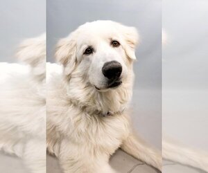 Medium Photo #1 Great Pyrenees Puppy For Sale in Fort Collins, CO, USA