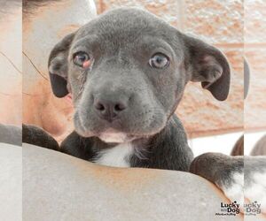 Labrador Retriever-Unknown Mix Dogs for adoption in Washington, DC, USA