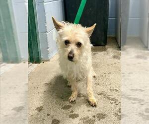 Mutt Dogs for adoption in Woodland, CA, USA