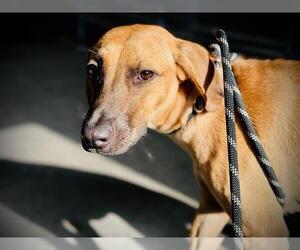 Mutt Dogs for adoption in Orlando, FL, USA