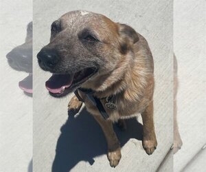 Australian Cattle Dog-Unknown Mix Dogs for adoption in San Jose, CA, USA