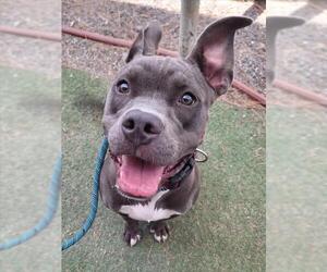 American Pit Bull Terrier Dogs for adoption in Woodland, CA, USA