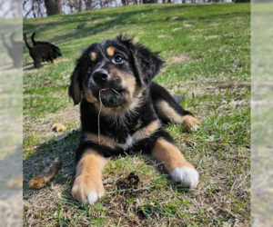 Labrador Retriever-Unknown Mix Dogs for adoption in Brooklyn Center, MN, USA