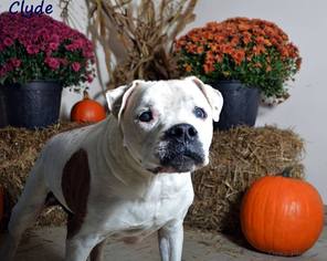 Bulldog Dogs for adoption in Beckley, WV, USA
