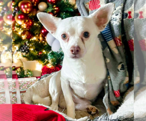 Mutt Dogs for adoption in Vail, AZ, USA