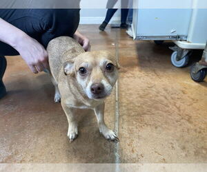 Rat-Cha Dogs for adoption in Bolivar, MO, USA