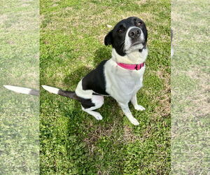 Medium Photo #4 Mutt Puppy For Sale in Holly Springs, NC, USA