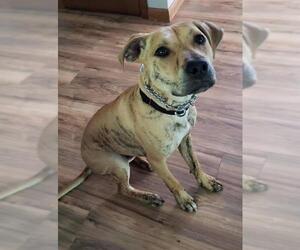 American Boston Bull Terrier Dogs for adoption in Catasauqua, PA, USA