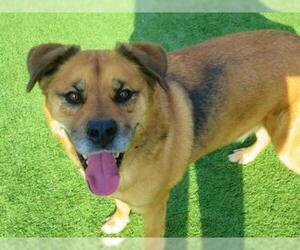 Shepweiller Dogs for adoption in Orange, CA, USA