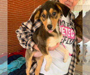 Beagle-Collie Mix Dogs for adoption in Bristol, CT, USA