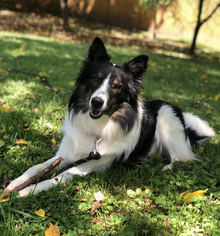 Border Collie Dogs for adoption in Asheville, NC, USA