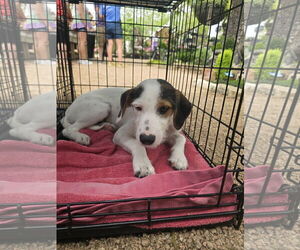Mutt Dogs for adoption in Rosenberg, TX, USA