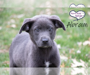Labmaraner Dogs for adoption in Lee's Summit, MO, USA