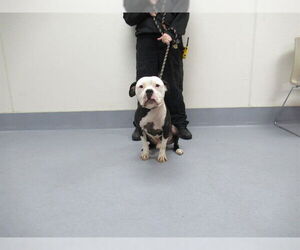 American Bulldog Dogs for adoption in Louisville, KY, USA