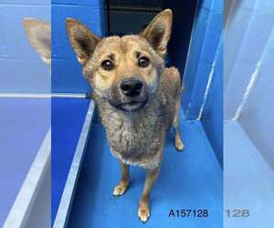 Pomeranian-Unknown Mix Dogs for adoption in Calgary, Alberta, Canada