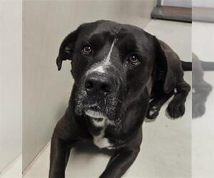 Mutt Dogs for adoption in Bakersfield, CA, USA