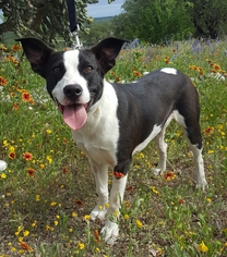 Borador Dogs for adoption in Junction, TX, USA