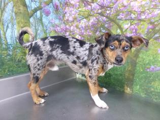 Chiweenie Dogs for adoption in Henderson, NV, USA