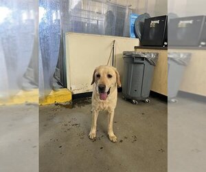 Labrador Retriever-Unknown Mix Dogs for adoption in Camarillo, CA, USA