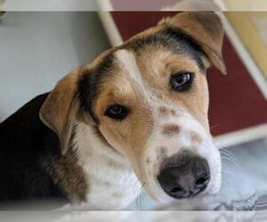 Border Collie Dogs for adoption in Tulsa, OK, USA