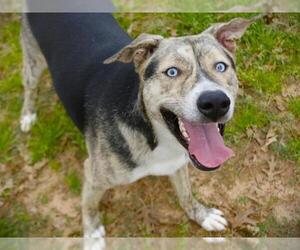German Shepherd Dog-Unknown Mix Dogs for adoption in Tallahassee, FL, USA