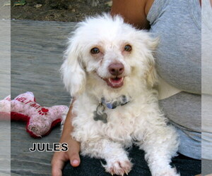 Maltese Dogs for adoption in Lindsay, CA, USA