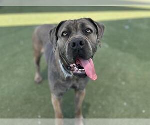 Mastiff-Unknown Mix Dogs for adoption in Martinez, CA, USA