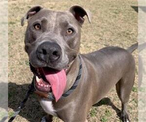 American Pit Bull Terrier-Unknown Mix Dogs for adoption in Temple, TX, USA