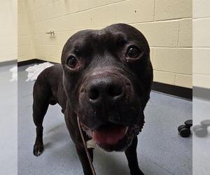 American Pit Bull Terrier Dogs for adoption in Denver, CO, USA
