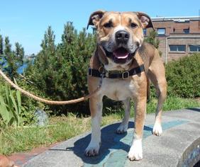 Small American Staffordshire Terrier-Staffordshire Bull Terrier Mix