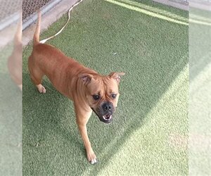 Boxer Dogs for adoption in Grand Prairie, TX, USA