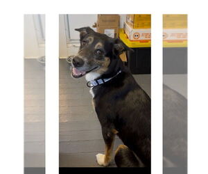 Australian Shepherd-Unknown Mix Dogs for adoption in Mooresville, NC, USA