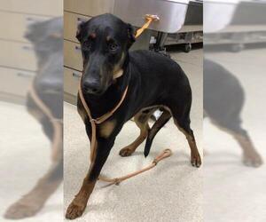 Doberman Pinscher Dogs for adoption in Riverside, CA, USA