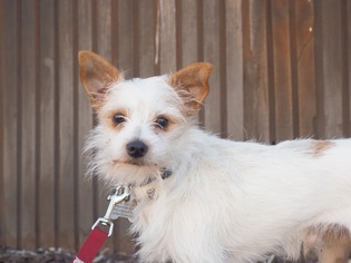Small Jack Russell Terrier-Maltese Mix