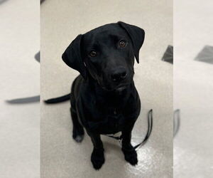 Medium Photo #1 Labrador Retriever Puppy For Sale in Baytown, TX, USA