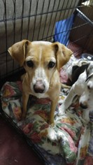 Mutt Dogs for adoption in Jarrell, TX, USA