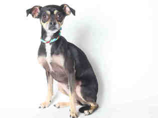 Chihuahua-Unknown Mix Dogs for adoption in South Lake Tahoe, CA, USA