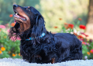 Dachshund Dogs for adoption in Boise, ID, USA
