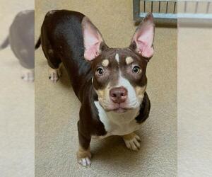 American Pit Bull Terrier-Unknown Mix Dogs for adoption in Sacramento, CA, USA