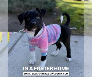 Medium Photo #1 Border Collie-Unknown Mix Puppy For Sale in Modesto, CA, USA