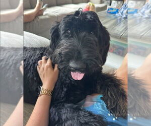Schnauzer (Giant)-Unknown Mix Dogs for adoption in Lakewood, CO, USA