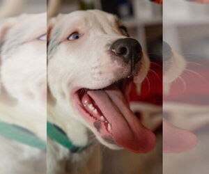Australian Shepherd-Catahoula Leopard Dog Mix Dogs for adoption in MIDWAY, UT, USA